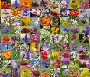 99 Bienen - Puzzle 1000 Teile